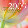 2009 Calendars