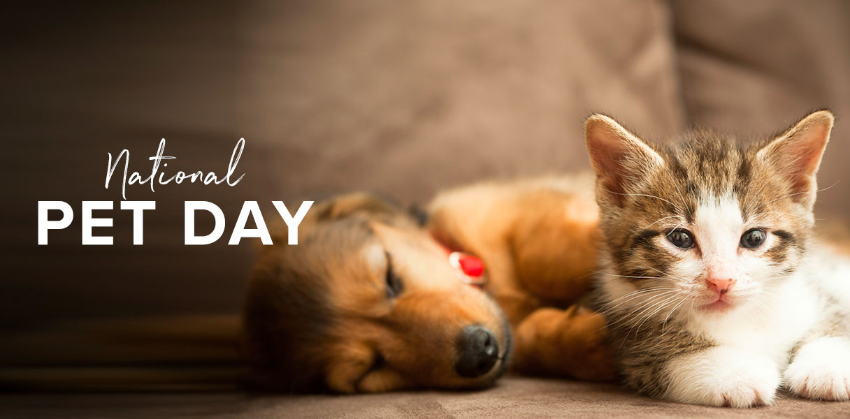 15% Off Pets!