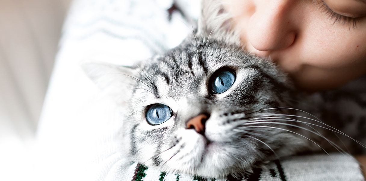 Get 15% Off Cat Gifts!