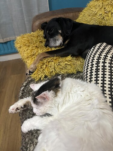 ozzy and snowball dog cat leahg.jpg