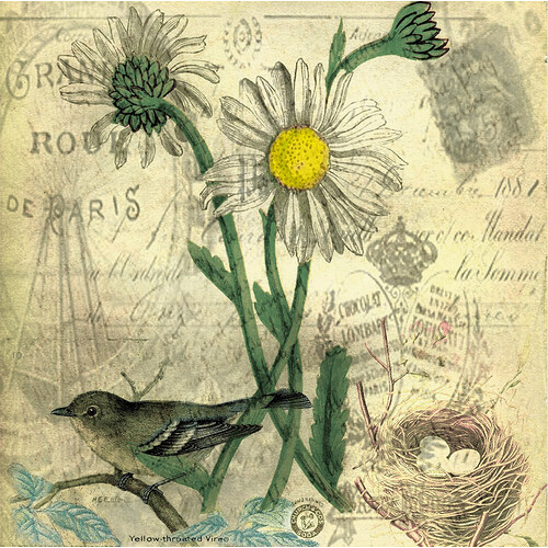 Zazzle Vintage daisies magnet (Front)