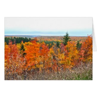 VIVID RICH FALL COLOR /TREES/ LAKE MICHIGAN
