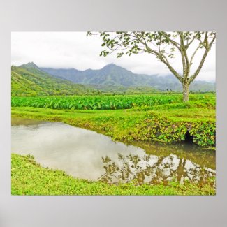 HANALEI (KAUAI) TARO FIELDS