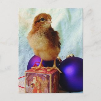 Christmas Chick 2