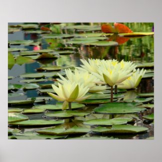 Moonlight Yellow Lotus Blossoms & Lily Pads Poster