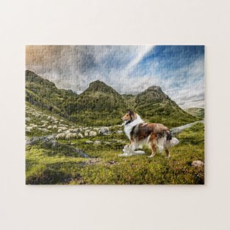 Sheep Herding Mahogany Sable Rough Collie -